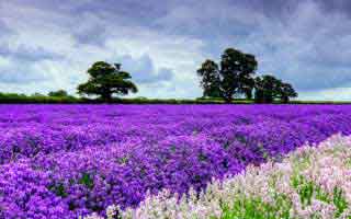 Halda Therapeutics: What's Up With The Stock?