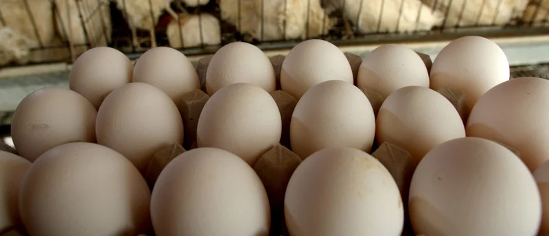 Another Giant Egg Recall: Why It Happened (Again) and What to Do Now