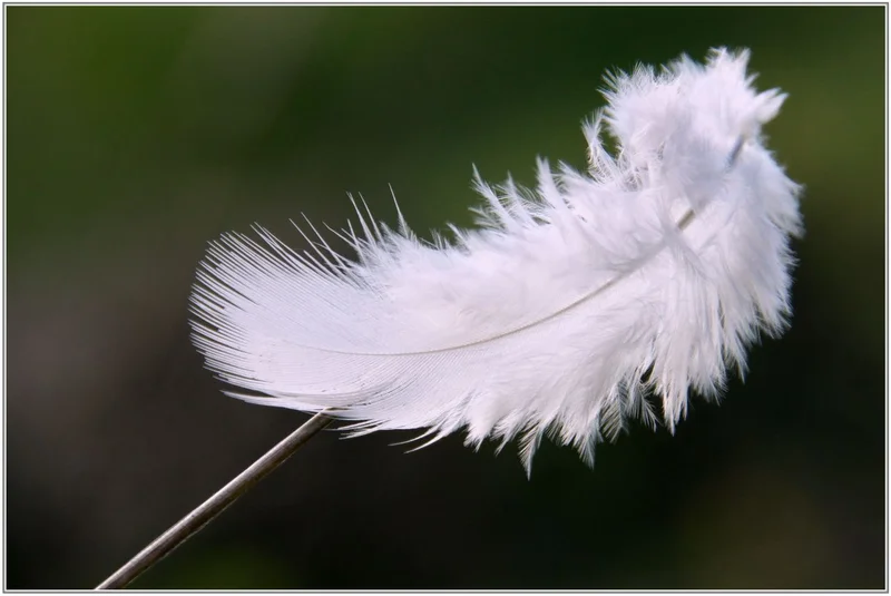 Plume: The Breakthrough That Could Redefine Our Future